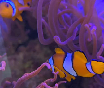 Nemo!?