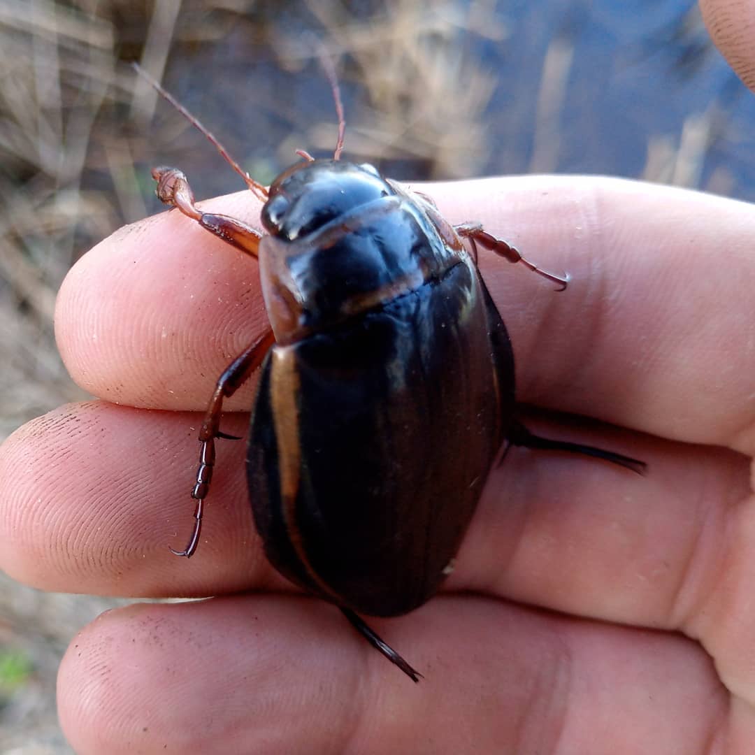 Platā airvabole Dytiscus latissimus