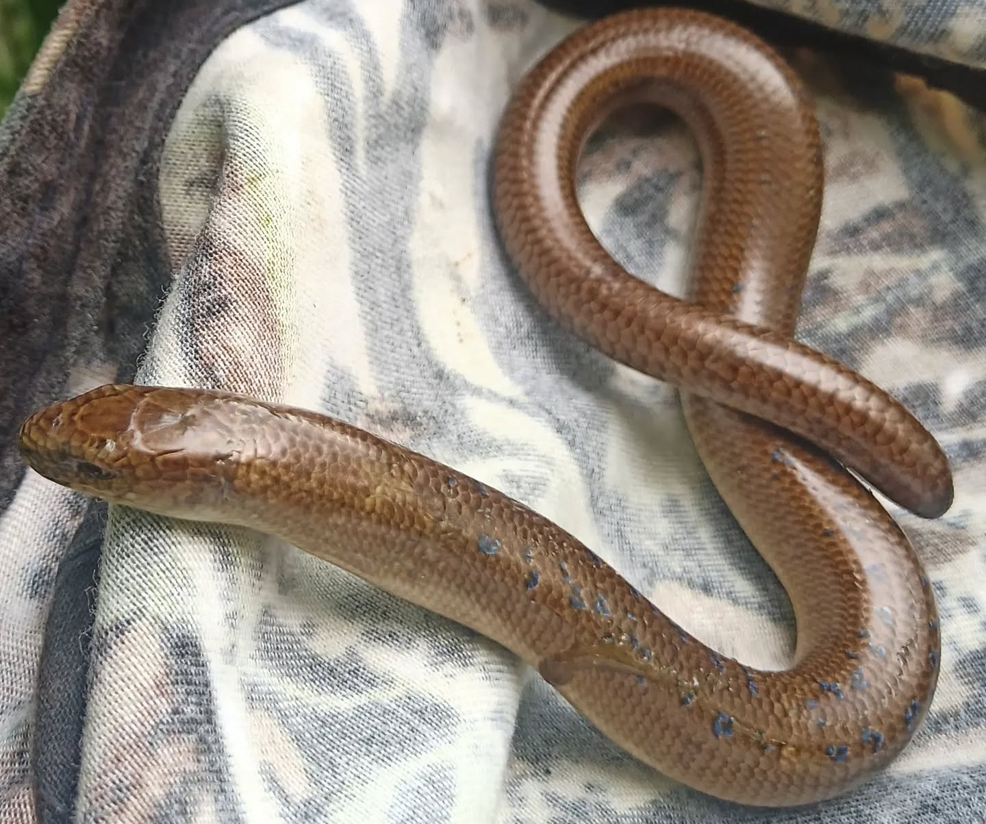 Austrumu glodene Anguis colchica