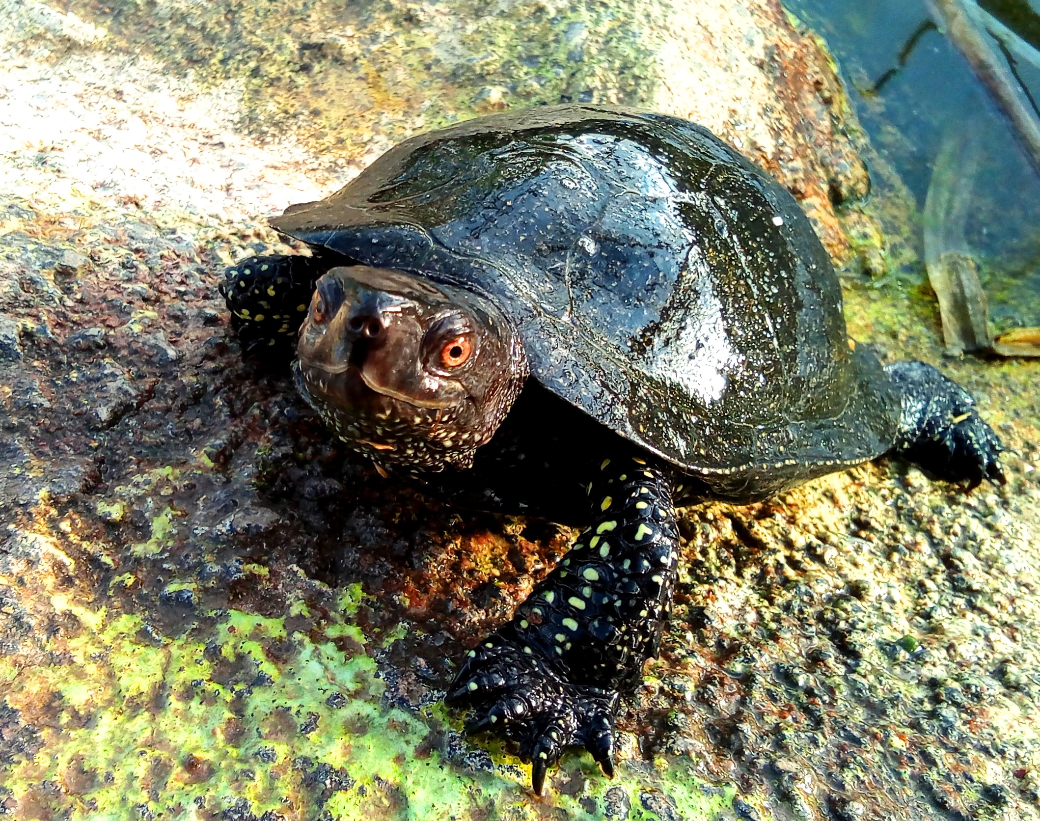 Emys orbicularis Eiropas purva bruņurupucis mūsu audzētavā