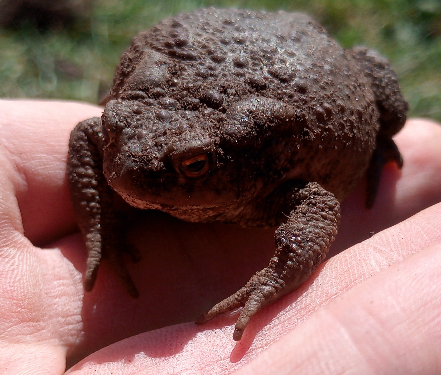 Parastais krupis Bufo bufo